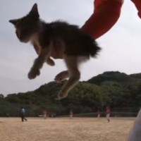 野球の大会中に現れた『捨てられたと思われる子猫』→試合中の様子に心温まり…『感動の結末』が438万再生「涙が出る」「恩返しがきっと来る」