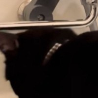 お風呂場にやってきた猫→『バスタブの縁』に立つと……可愛すぎる『まさかの行動』が116万再生「落ちちゃダメだよｗ」「慣れた手つきｗ」