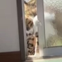 朝のパトロールを終えた2匹の猫→部屋の中に戻ろうと『窓』に触れると…驚きの光景が14万再生「重たいのにすごいｗ」「可愛い開け方ｗ」と反響