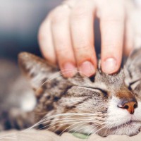 猫はあなたをどれくらい信じている？愛猫からの『信頼度』を見極めるポイント5つ