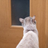 猫との暮らしで『健気だなあ』と感じる瞬間5選　愛おしい仕草の意味や心理も解説