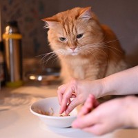 猫の『免疫力を高めたい』ときに効果的な食材4つ　与え方のコツや注意点まで解説