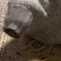 家の中に『変な生き物？』→セーターの袖の中に猫が入ってしまった結果…笑ってしまう光景が52万再生「未確認生命体ｗ」「クマムシだ」