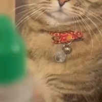 苦手な『目薬』を見たネコ→次の瞬間、表情が……まさかの反応に笑ってしまう人が続出「わかってるんだねｗ」「顔が大好きｗ」と反響