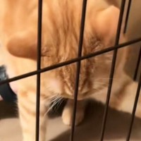 病院に連れていかれた猫→帰宅後、ケージから出そうとしたら…可愛すぎる『反抗の仕方』に笑ってしまう人が続出「よほど嫌だったのね」