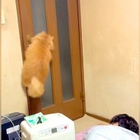 自力でドアを開け、部屋の外に出ようとする猫→イタズラしてみたら…犯人に気づいた瞬間の『リアクション』が35万再生「チラ見してて可愛い」