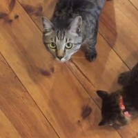 普段と様子が違う兄弟猫→なんだろうと思っていたら、『足』に……『衝撃の瞬間』が34万再生「危機を救った賢い子たち」「ビックリだね」