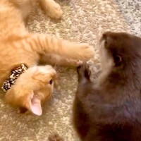 出会ったばかりのカワウソと子猫→一緒に遊ぶ様子を見てみると…『あまりにも尊い光景』が50万再生「抱きしめあっているみたいで可愛い」