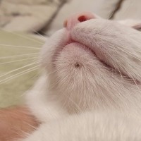 猫のアゴ下に『黒いニキビ』ができる原因3つ　放置するとどうなる？正しい対処法も解説