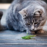 猫が食べたら『危ない虫』6選　有害となる理由や誤飲したときの対処法も