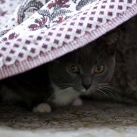 『ストレスを抱えた猫』に起こりうる異変5つ　見逃せないサインから対処法まで解説