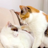 『妹にかまってほしいネコ』→ちょっかいをかけ続けた結果…『可愛すぎる展開』に２万いいねの反響「愛しすぎるｗ」「なんか口説いてるみたい」