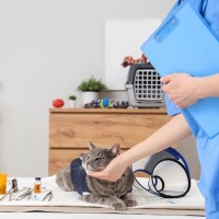 シニア猫に多い『甲状腺機能亢進症』の見逃せないサイン7つ　発症する原因や取るべき対処法まで解説