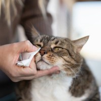 猫が『涙を流している』ときに考えられる原因4つ　病気のリスクから対処法まで解説