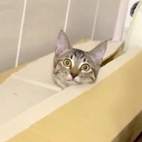 段ボールから顔を出す子猫→飼い主が見ていることに気づくと…『まるでコントのような行動』に「可愛いｗ」「笑っちゃった」と11万表示
