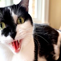 『気性が荒い猫』が持っている3つの特徴　怒りやすい原因から攻撃してくるときの対処法まで