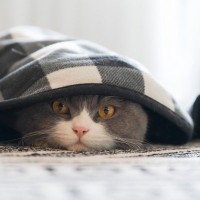 猫に『トラウマ』を与えてしまうNG行為4つ　心のキズが引き起こす悪影響やトラブルも