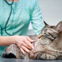 猫がしていたら要注意な『SOSサイン』5選　すぐに病院へ連れて行くべき危険な兆候とは