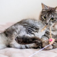 新入り猫に『先代猫のアイテム』を使っても大丈夫？　使える物・避けたい物を種類別に解説