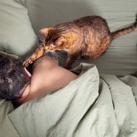 猫好きが思わず頷く『あるある』5選　日々の生活で起こりがちなこととは？