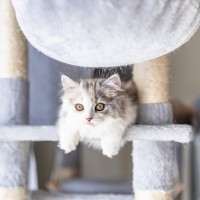 猫の『抜け毛』がたまりやすい5つの場所　掃除をラクにするアイテムもご紹介