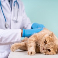 猫の『パンドラ症候群』ってどんな病気？見逃せない症状やサイン、対処法まで解説