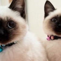 ママが起きるのを『じっと待っていた子猫たち』→布団をめくってあげると…尊い光景が119万再生「可愛すぎて涙が出る」「たまらんねｗ」