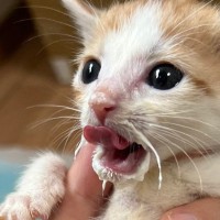 『赤ちゃん猫』がミルクをたっぷりと飲んだ結果…尊すぎる"口元とお腹"に悶絶の声「ヒゲすごいｗ」「ぽんぽんはちきれそうｗ」と４万いいね