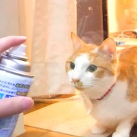 窓の掃除をしていると、見に来た２匹の猫→スプレーをかけてみると…見事な『リアクション』に爆笑「表情が可愛すぎる」「楽しくやれるねｗ」