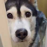 お風呂に入っていると、犬が呼びにきて…ついて行ってみた結果→まさかの『猫の様子』が12万再生「笑っちゃったｗ」「本当可愛い～」