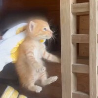 祠の中から"助けを求めるように鳴いていた子猫たち"→保護して1年…涙あふれる『現在の様子』が23万再生「感動で泣けてきた」「素敵」