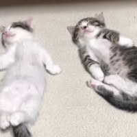 へそ天をする2匹の子猫→触ってみると…涙が出るほど『可愛い光景』が48万再生「完全に人間ｗ」「ニヤニヤが止まらん」と笑顔になる人続出