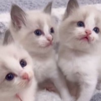 小さくて可愛かった子猫たち→約2年後…立派に成長した『現在の様子』が素敵すぎると78万再生「とっても綺麗」「すっかりおとなの顔」