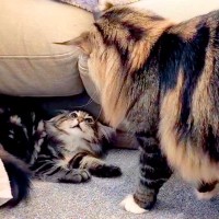 新たに子猫を迎えた結果→２匹の先住猫が、仲良くなろうと奮闘して…『優しさあふれる行動』に絶賛「なんて優しいお兄ニャン」「素敵な物語」