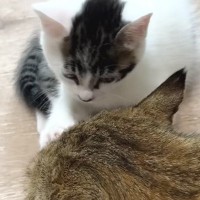 遊ぶ気満々の子猫→同居猫の気を引こうと『顔に触れた』次の瞬間…愛おしすぎる『まさかの光景』に「笑っちゃった」「破壊力抜群」と反響