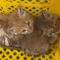 川に落ちたところを救助された『兄弟の子猫』→引き取った結果…『泣ける話』が106万再生「愛情深さに感動」「救ってくれてありがとう」