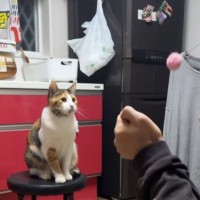 猫に『ボールの取り方』を教えるお父さん→真剣に見ていた三毛猫が…直後の『驚きの展開』が33万再生「すごっ天才」「おおおぉぉ〜」