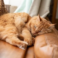 猫が『面倒くさい』と感じているときのサイン5つ　気が乗らない愛猫への適切な接し方まで