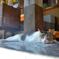 猫にまつわるご縁がある『お寺・神社』5選　猫好きが参拝したくなる理由と見どころ