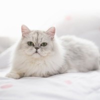 『おとなしい性格』を持つとされている猫種トップ5　あまり鳴かないの？特徴や魅力もご紹介