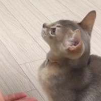 飼い主さんに呼ばれてやって来た猫→『お座り、お手』と言われると…驚きの光景が30万再生「可愛すぎてやべぇｗ」「すごい」と絶賛