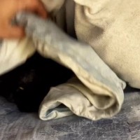 朝になっても『起きてこない黒猫』→心配になり布団をめくってみたら…予想外の瞬間が25万再生「赤ちゃんみたいｗ」「何ともかわいい」