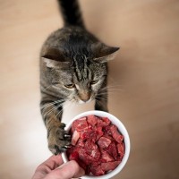 猫の『食性』にまつわる基礎知識3つ　ごはん選びに役立つ食のヒント