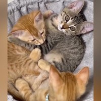 ハンモックで一緒にくつろぐ『３匹の子猫』→余裕で入れていたのが……大きくなった『現在の様子』に反響「ギュウギュウｗ」「可愛い～」