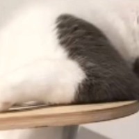 キャットタワーを見たら、『まさかの格好』で…まるで湯船につかる『人間のような猫』が292万再生「オッサンだｗ」「初めて見る体勢ｗ」