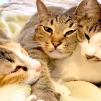 ソファで寄り添う３匹の猫→１匹が前足を伸ばすと…何度でも見たくなる『尊い光景』が11万表示「ほんとだ惜しいｗ」「諦めた顔が愛おしい」