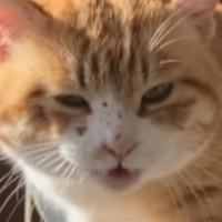 鋭い目つきをしていた元野良猫→家族に迎えて『５年』…劇的なビフォーアフターに涙が止まらないと反響「表情が全然違う」「別猫のよう」