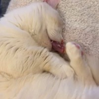 スヤスヤと眠っていた猫→『口元』を見てみたら…まさかの光景に驚きが隠せないと384万再生「何かと思ったらｗ」「ヒヤヒヤしたｗ」