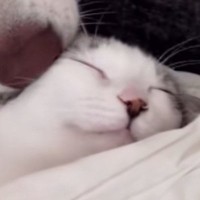 保護子猫に『心優しい大型犬』が寄り添って…まるで本当の親子のような光景が"尊すぎる"と157万再生「胸が苦しくなった」「愛が溢れてる」