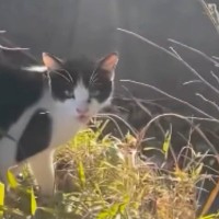 農作業中に現れた『ガリガリの野良猫』→声をかけてみると…涙あふれる展開に「心が通じたんだね」「本当にありがとう」と11万再生